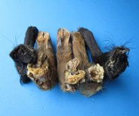 Wholesale Large Wild Boar feet/legs cured in formaldehyde,  measuring 9 to 12 inches in length  - Packed 1 @ $10.00 each