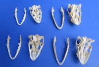 1-1/2 to 2 inches Wholesale Green Iguana Skulls, Beetle Cleaned and Partially Whitened - Pack of 1 @ $29.00 each; Pack of 6 @ $26.00 each