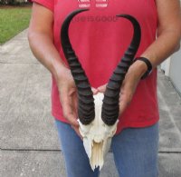 Wholesale C grade Male Springbok Skulls with Horns (with holes, broken horns and varies other damage) - $40 each; 5 pcs @ $35 each 