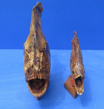 Authentic B-Grade Real Taxidermy Piranha Display wholesale Asst size  - $22.00 each; 5 @ $19.00