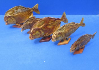 Authentic B-Grade Real Taxidermy Piranha Display wholesale Asst size  - $22.00 each; 5 @ $19.00