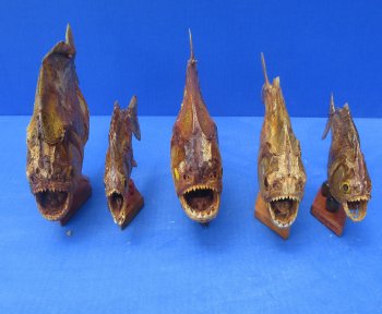 Authentic B-Grade Real Taxidermy Piranha Display wholesale Asst size  - $22.00 each; 5 @ $19.00