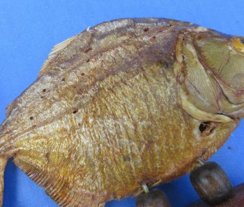 Authentic B-Grade Real Taxidermy Piranha Display wholesale Asst size  - $22.00 each; 5 @ $19.00