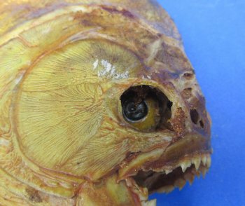 Authentic B-Grade Real Taxidermy Piranha Display wholesale Asst size  - $22.00 each; 5 @ $19.00