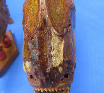 Authentic B-Grade Real Taxidermy Piranha Display wholesale Asst size  - $22.00 each; 5 @ $19.00
