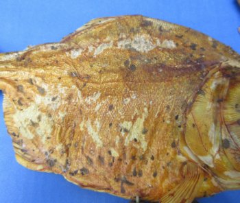Authentic B-Grade Real Taxidermy Piranha Display wholesale Asst size  - $22.00 each; 5 @ $19.00