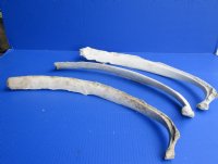 Wholesale Real Cow Rib bone (Bos taurus) for sale with natural imperfections, 20 to 25 inches long - You will receive a rib bone similar to the ones pictured - Packed: 2 pcs @ $5.00 each; Packed: 10 pcs @ $4.00 each