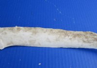 Wholesale Real Cow Rib bone (Bos taurus) for sale with natural imperfections, 20 to 25 inches long - You will receive a rib bone similar to the ones pictured - Packed: 2 pcs @ $5.00 each; Packed: 10 pcs @ $4.00 each