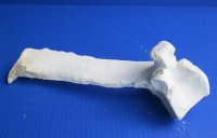 Wholesale Real Cow Vertebrae bone (Bos taurus) for sale with natural imperfections, 7 to 12 inches long - You will receive a vertebrae bone similar to the ones pictured - Packed: 2 pcs @ $5.00 each; Packed: 10 pcs @ $4.00 each