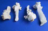 Wholesale Real Cow Vertebrae bone (Bos taurus) for sale with natural imperfections, 7 to 12 inches long - You will receive a vertebrae bone similar to the ones pictured - Packed: 2 pcs @ $5.00 each; Packed: 10 pcs @ $4.00 each