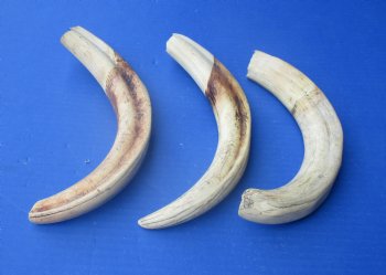 Wholesale African warthog tusks 12 inches - $65.00 each