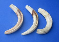 Wholesale African warthog tusks 12 inches - $65.00 each