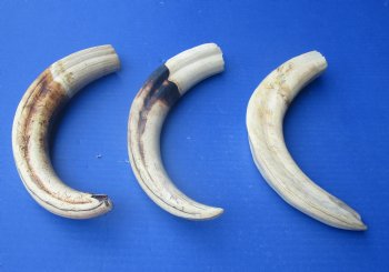 Wholesale African warthog tusks 12 inches - $65.00 each