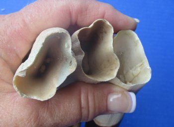 Wholesale African warthog tusks 12 inches - $65.00 each