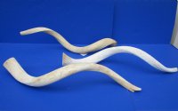 Authentic African Kudu Inner Horn Core (B-Grade) - Raw Kudu Bone - $20 each