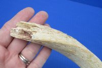 Authentic African Kudu Inner Horn Core (B-Grade) - Raw Kudu Bone - $20 each