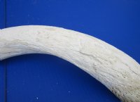 Authentic African Kudu Inner Horn Core (B-Grade) - Raw Kudu Bone - $20 each