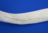 Authentic African Kudu Inner Horn Core (B-Grade) - Raw Kudu Bone - $20 each