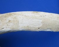 Authentic African Kudu Inner Horn Core (B-Grade) - Raw Kudu Bone - $20 each