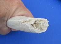 Authentic African Kudu Inner Horn Core (B-Grade) - Raw Kudu Bone - $20 each
