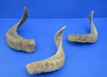 Merino Sheep Horns, Ram Horns 9 to 18 inch (2 pc, 12 pc)