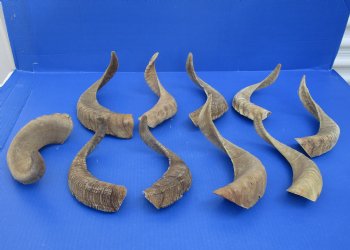 Merino Sheep Horns, Ram Horns 9 to 18 inch (2 pc, 12 pc)