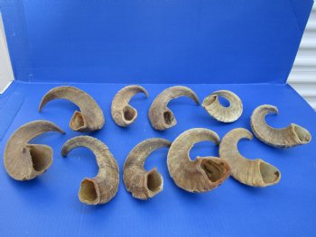 Merino Sheep Horns, Ram Horns 9 to 18 inch (2 pc, 12 pc)