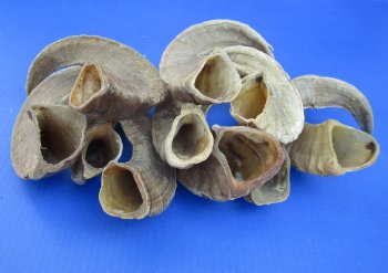 Merino Sheep Horns, Ram Horns 9 to 18 inch (2 pc, 12 pc)