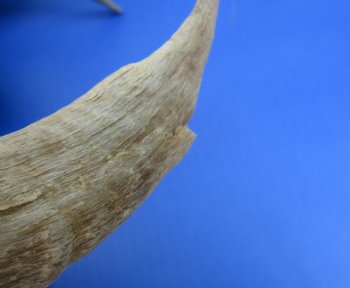 Merino Sheep Horns, Ram Horns 9 to 18 inch (2 pc, 12 pc)