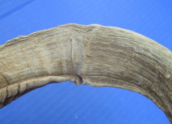Merino Sheep Horns, Ram Horns 9 to 18 inch (2 pc, 12 pc)