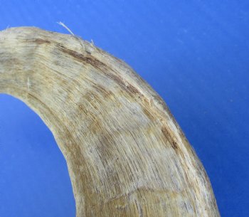 Merino Sheep Horns, Ram Horns 9 to 18 inch (2 pc, 12 pc)