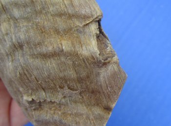 Merino Sheep Horns, Ram Horns 9 to 18 inch (2 pc, 12 pc)