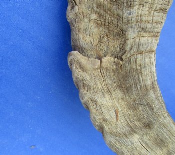 Merino Sheep Horns, Ram Horns 9 to 18 inch (2 pc, 12 pc)