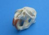 North American Muskrat Skulls Wholesale - some of these skulls have been glued shut at the jaw hinge area with hot melt glue - $16.00 each (Min: 2); 6 or more @ $14.00 each  