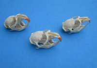 North American Muskrat Skulls Wholesale  - $16.00 each; 6 or more @ $14.00 each  