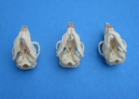 North American Muskrat Skulls Wholesale  - $16.00 each; 6 or more @ $14.00 each  