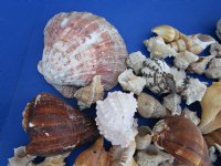 Wholesale 10 pound bag of Mixed  Seashells for Gardens, and landscaping @ $12/bag