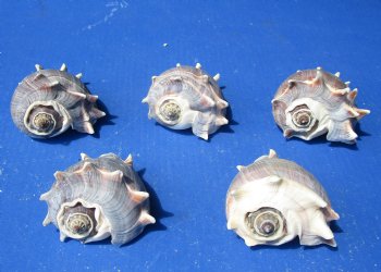 Melongena Crown conch shells 4 to 5 inches (5 pcs, 20 pcs)