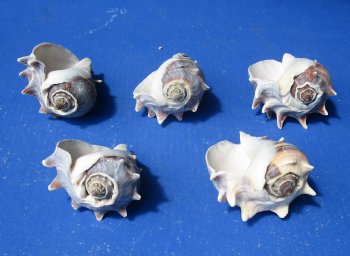 Melongena Crown conch shells 4 to 5 inches (5 pcs, 20 pcs)