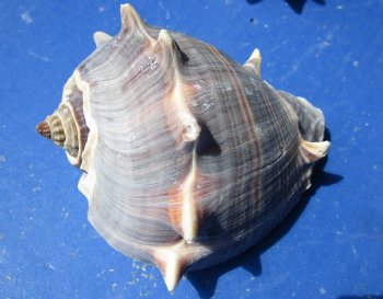 Melongena Crown conch shells 4 to 5 inches (5 pcs, 20 pcs)