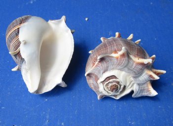 Melongena Crown conch shells 4 to 5 inches (5 pcs, 20 pcs)
