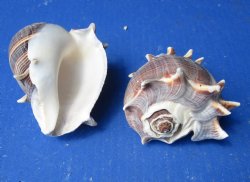 Melongena Crown conch shells 4 to 5 inches (5 pcs, 20 pcs)
