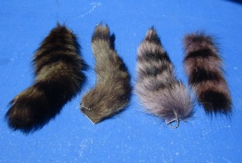 Dyed Raccoon tails 5 to 9 inch (5 pc, 20 pc)