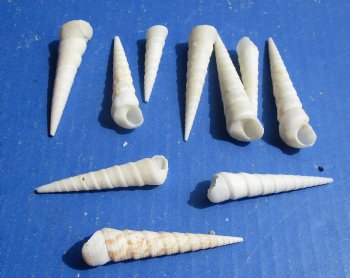 Wholesale White Turritella Seashells 2 to 4 inches - 100 pcs @ $.30 each; 500 pcs @ $.27 each