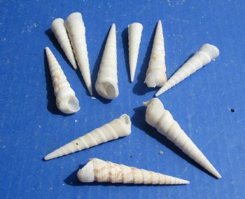 Wholesale White Turritella Seashells 2 to 4 inches - 100 pcs @ $.30 each; 500 pcs @ $.27 each