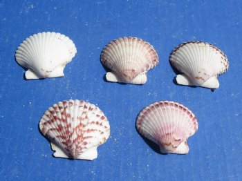 Wholesale Calico Pecten Scallop shells 2 inches - 50 pcs @ $.30 each