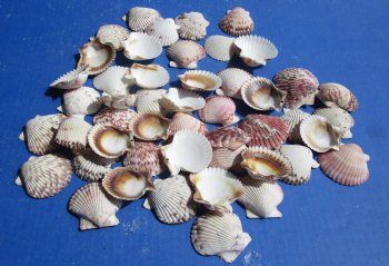 Wholesale Calico Pecten Scallop shells 2 inches - 50 pcs @ $.30 each