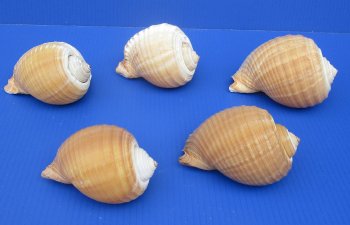 4 to 4-3/4 inches Tonna Cepa, Tun shells, Tonna Olearium  (Case of 80) 