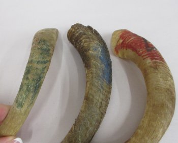 Wholesale Natural Goat Horns - 8 inches to 10 inches - 6 pcs @ $2.50 each; 30 pcs @ $2.00 each