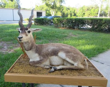 South Africa full-body Blackbuck taxidermy mount on wood base - $600 - Pick Up Only